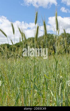 Gemischte Ernte von Gerste (Hordeum vulgare), Weizen (Triticum aestivum) und Hafer (Avena sativa) Reifung in einem Ackerfeld, Wiltshire, UK, Juni. Stockfoto