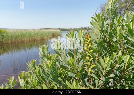 Moormyrte / Süßer Gale (Myrica Gale) mit reifenden Früchten am Rande eines kleinen Sees, Dorset, UK, Juni. Stockfoto