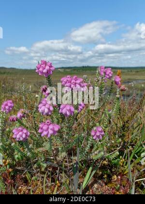 Kreuzblättrige Heide (Erica tetralix) klumpige Blüte auf sumpfiger Heide, Godlingston Heath, Dorset, UK, Juli. Stockfoto