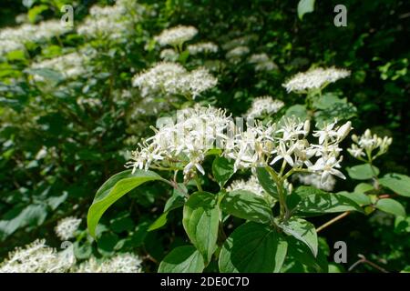 Gewöhnlicher Dogwood (Cornus sanguinea) Sträucher blühen in Fülle an einem Waldrand, Wiltshire, Großbritannien, Juni. Stockfoto