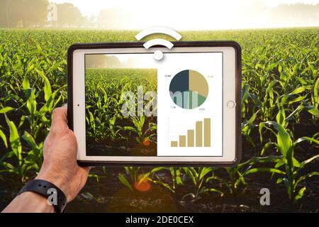 Konzept Landwirtschaft 4.0. Man überwacht Daten einer Plantage. IoT, Internet of Things angewendet auf die Agrarindustrie. Stockfoto