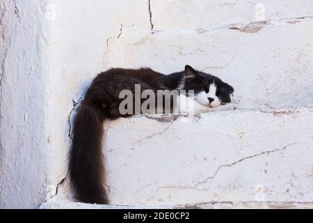 Schwarz-weiße streunende Katze schläft auf einer aufgehauenen Treppe vor dem Haus, Mykonos-Stadt, Mykonos-Insel, Griechenland Stockfoto