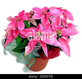 Studio-Foto von rosa poinsettia Blüte im November bereit für die weihnachtszeit, Großbritannien Stockfoto