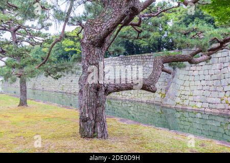 Bäume im Kyoto Imperial Palace Garden in Kyoto, Japan Stockfoto