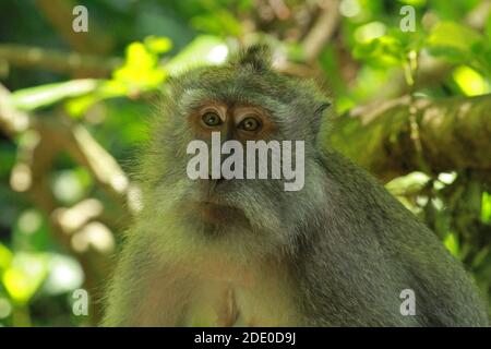 Affen in Ubud Monkey Forest, Mandala Suci Wenara Wana, Ubud, Bali, Indonesien Stockfoto