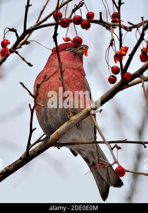 Big Rosefinch Männchen oder Carpodacus rubicilla Winterbeeren Fütterung. Bunte wilde singvogel mit roten Brustharnisch auf Baum Zweig mit roten Beeren. Birdwa Stockfoto