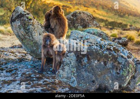 Gruppe von Gelada-Affen (Theropithecus gelada), die auf einem Felsen in den Simien-Bergen in Äthiopien sitzen. Stockfoto