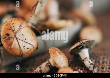 Kleine Pilze aus dem Wald in Matchbox gesammelt. Stockfoto