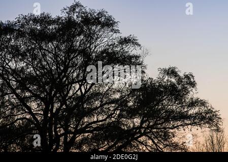 Black Willow Silhouette an einem Herbstabend Stockfoto