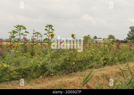 Ein schöner Feldrand mit wilden Blumen wie Sonnenblume, malva und Kornblume in der niederländischen Landschaft im Sommer Stockfoto