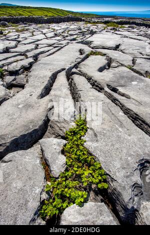 Murrooghtoohy The Burren, Co. Clare, Irland; Wilden Atlantik Weg Stockfoto