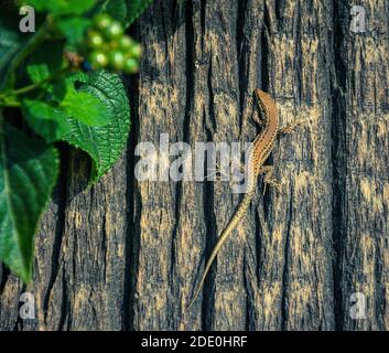 Eine kleine bunte Eidechse, die die Morgensonne auf einem Baumstamm aufzieht. Stockfoto