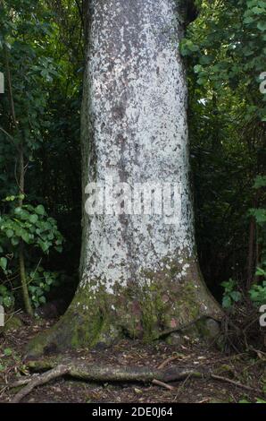 Kahikatea Tree Trunk, gebürtig aus Neuseeland Stockfoto
