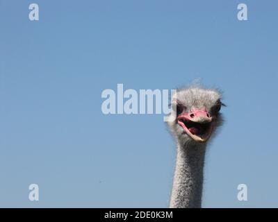 Ein wütender Straußenvogel mit seinem roten Schnabel weit geöffnet Nahaufnahme und blauer Himmel im Hintergrund Stockfoto