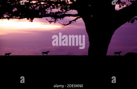 Wilde Trabrennponies Silhouetten, oder wilde Pferde in Silhouette im New Forest Stockfoto