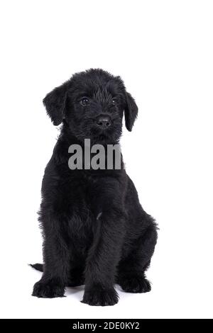 Niedlicher Riese Schnauzer Welpe sitzt isoliert auf weißem Hintergrund Stockfoto