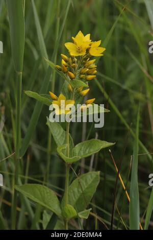 Gilbweiderich Stockfoto