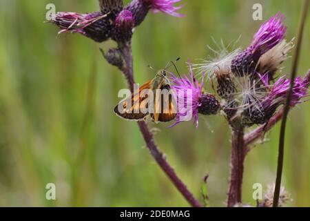 Silber-spotted Skipper Stockfoto