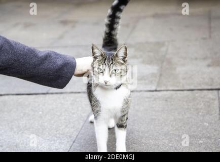 Person streichelte streunende Katze, Tiere und Haustiere, Katze Zuneigung Stockfoto