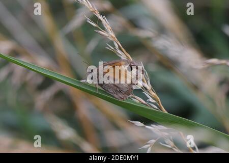 Wiese braun Schmetterling Stockfoto