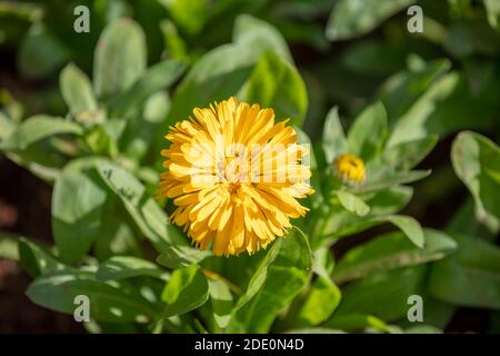 Ringelblume blüht, orange gelbe Farbe Blume, Ringelblume Kraut, Naturmedizin, Nahaufnahme. Stockfoto