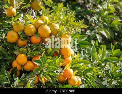 Orange sauer Baum Hintergrund. Zitrusfrucht Zweig mit reifen Früchten geladen, verschwommen grünen Laub Hintergrund, sonnigen Tag Stockfoto