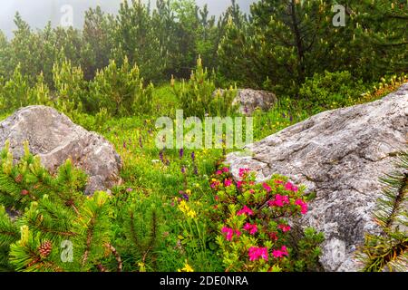 Bunte Almwiese mit rosa rotem Klee (Trifolium pratense) Und andere gelbe Blumen und Wald bedeckt Hänge und Berge Der Julischen alpen ein Stockfoto