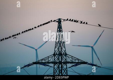 Viele Vögel, Saatkrähen, sitzen nach Sonnenuntergang auf einer Stromleitung, Windkraftanlagen, Hamm, NRW, Deutschland Stockfoto