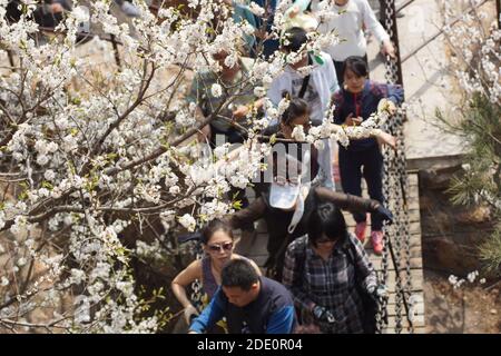 Menschen, die den mountine hinaufgehen, um Kirschblüten zu bewundern. Qianshan Nationalpark, Anshan, Provinz Liaoning, China. Stockfoto