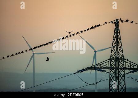 Viele Vögel, Saatkrähen, sitzen nach Sonnenuntergang auf einer Stromleitung, Windkraftanlagen, Hamm, NRW, Deutschland Stockfoto