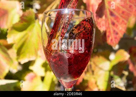 Ein Rotwein, der vor dem Hintergrund des Weinbergs ins Glas gießt. Ein Rotwein, der in einem Weinglas spritzt. Stockfoto