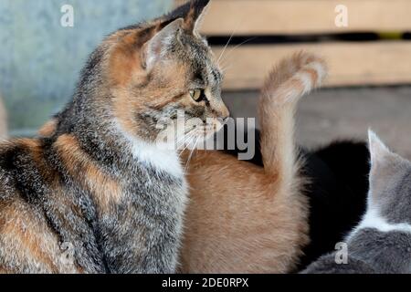 Profil einer Katze mit dem Schwanz eines Ingwers Katze davor Stockfoto