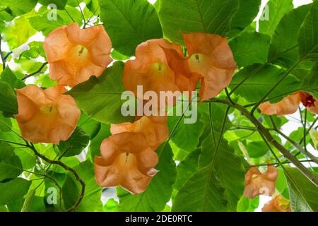 Große Blumen, die den Kopf hängen, Engel Trompete, Brugmansia versicolor closeup Stockfoto