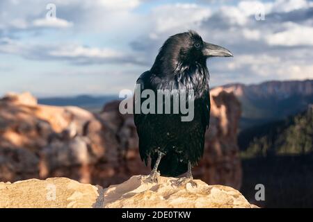 Nahaufnahme einer amerikanischen Krähe (Corvus-brachyrhynchos), die auf einer Klippe im Bryce Canyon National Park, Utah, steht. Stockfoto