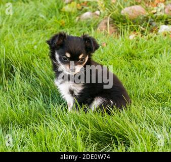 Chihua hua Welpe im Alter von neun Wochen sitzt in Langes Gras Stockfoto