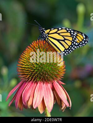 Monarchschmetterling auf pastellfarbener Blütenblume im Blumengarten. Stockfoto