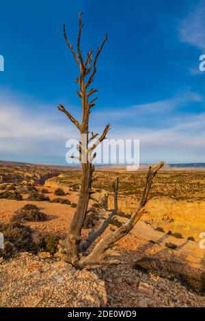 Dead Utah Juniper, Juniperus osteosperma, Baum am Devil Canyon Overlook im Bighorn Canyon National Recreation Area, in der Nähe von Lovell, Wyoming, USA Stockfoto