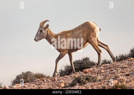 Bighorn Sheep, Ovis canadensis, am Devil Canyon Overlook in Bighorn Canyon National Recreation Area, in der Nähe von Lovell, Wyoming, USA Stockfoto