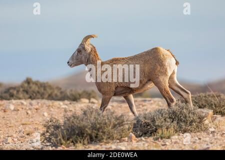 Bighorn Sheep, Ovis canadensis, am Devil Canyon Overlook in Bighorn Canyon National Recreation Area, in der Nähe von Lovell, Wyoming, USA Stockfoto