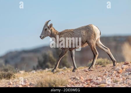 Bighorn Sheep, Ovis canadensis, am Devil Canyon Overlook in Bighorn Canyon National Recreation Area, in der Nähe von Lovell, Wyoming, USA Stockfoto