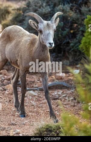 Bighorn Sheep, Ovis canadensis, am Devil Canyon Overlook in Bighorn Canyon National Recreation Area, in der Nähe von Lovell, Wyoming, USA Stockfoto