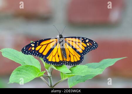 Ein männlicher Monarchschmetterling mit weit geöffneten Flügeln, der auf frischen grünen Blättern von Ananassäureblächen ruht. Rote Backsteinmauer im Hintergrund. Stockfoto