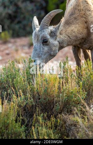 Bighorn Schafe, Ovis canadensis, grasen am Devil Canyon Overlook in Bighorn Canyon National Recreation Area, in der Nähe von Lovell, Wyoming, USA Stockfoto