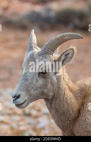 Bighorn Sheep, Ovis canadensis, am Devil Canyon Overlook in Bighorn Canyon National Recreation Area, in der Nähe von Lovell, Wyoming, USA Stockfoto