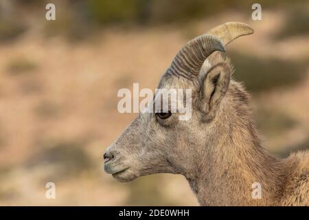 Bighorn Sheep, Ovis canadensis, am Devil Canyon Overlook in Bighorn Canyon National Recreation Area, in der Nähe von Lovell, Wyoming, USA