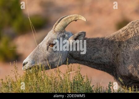 Bighorn Schafe, Ovis canadensis, grasen am Devil Canyon Overlook in Bighorn Canyon National Recreation Area, in der Nähe von Lovell, Wyoming, USA Stockfoto