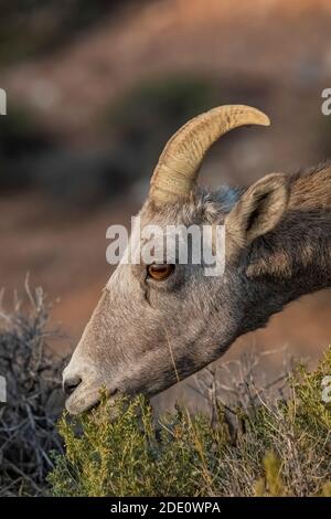 Bighorn Sheep, Ovis canadensis, Surfen im Devil Canyon Overlook im Bighorn Canyon National Recreation Area, in der Nähe von Lovell, Wyoming, USA Stockfoto