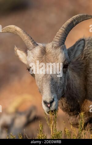 Bighorn Sheep, Ovis canadensis, Surfen im Devil Canyon Overlook im Bighorn Canyon National Recreation Area, in der Nähe von Lovell, Wyoming, USA Stockfoto