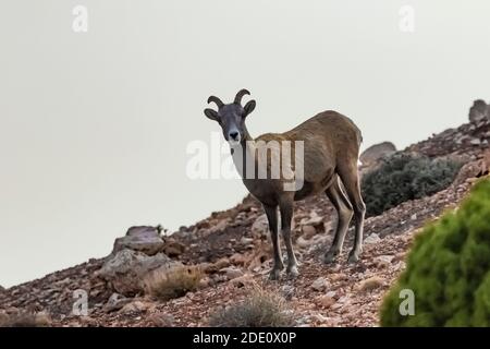 Bighorn Sheep, Ovis canadensis, am Devil Canyon Overlook in Bighorn Canyon National Recreation Area, in der Nähe von Lovell, Wyoming, USA Stockfoto