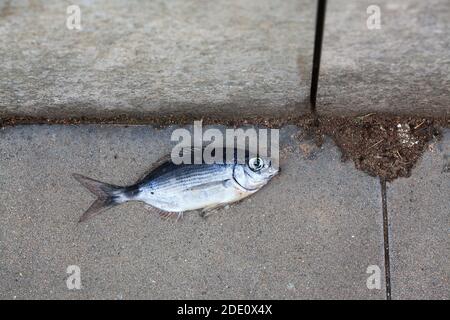 Tote Fische auf dem Bürgersteig, Barcelona, Spanien. Stockfoto